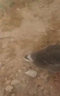 فروش غاز