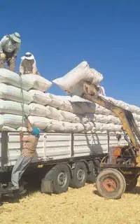 کاە گندم کوردستان نرم و ریز و بدون خاک
