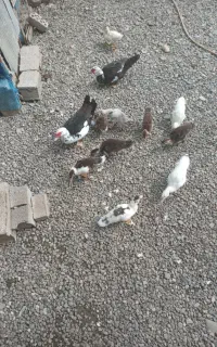 چند عدد اردک اسراییلی