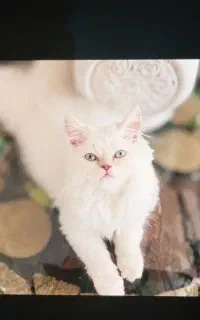 گربه پرشین