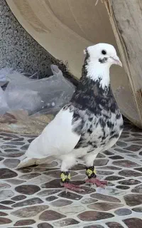 دو جفت طوقی هفت رنگ خوشکل