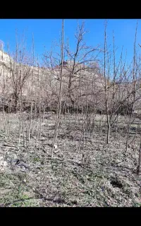 رخمه گردو پوست کاغذی بشرط