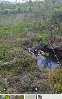 اردک خارجی همراه جوجه