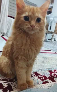 واگذاری بچه گربه