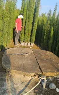 سرو شیرازی سرو ناز درجه ۱