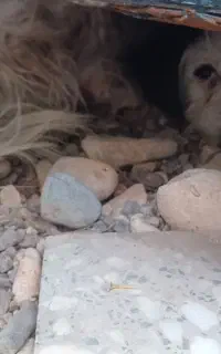 واگذار  فوری سگ