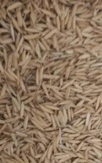 بذر برنج  هاشمی (چلتیک) حدودا ۱۳۰ کیلو