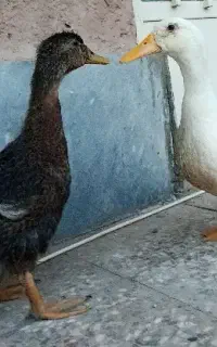 اردک بازیگوش فقط ۵۰۰