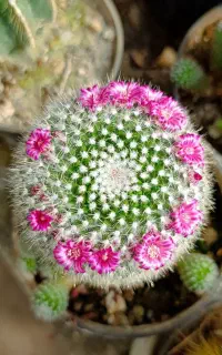 کاکتوس آستریاس و آستروفیتوم