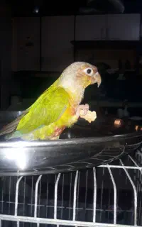 پرنده گمشده