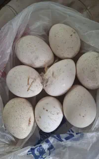 تخم بوقلمون نطفه دار محلی