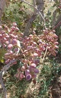 خرید پسته پوک و گو درب منزل شما