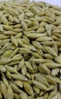جو خرمی