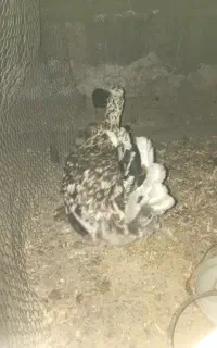 جوجه گلین