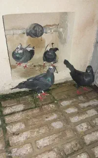 کبوتر  چهار عدد