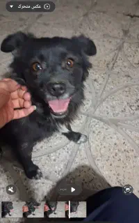 سگ گمشده