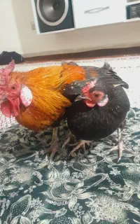مرغ و خروس مینیاتوری ژاپنی