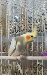 عروس هلندی