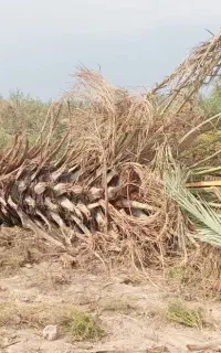 نخل بریده شده