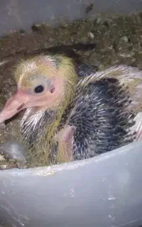 واگذاری جوجه سرلاکی کفتر