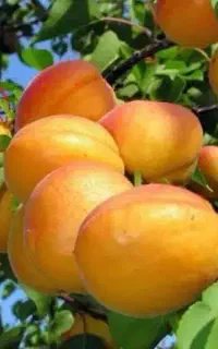 زردآلو عسگر آباد و نصیری درجه ۱