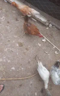 پلدشت