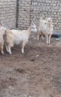 بزغاله