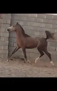 کره مادیان دوسال کرد اصیل