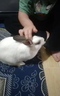 خرگوش خونگی