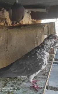 کبوتر
