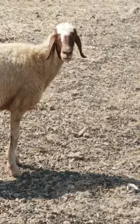 ورن و شک