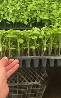 فروش نشا بادمجان ،گوجه ،فلفل