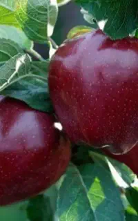 قطع ریزش سیب فقط اردبیل