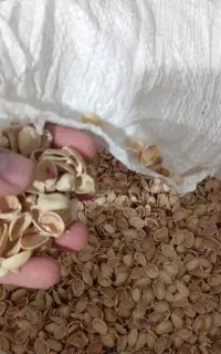 پوست پسته