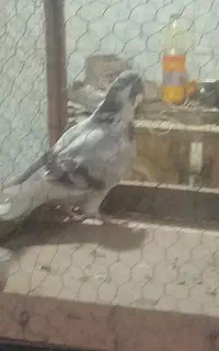 کفتر اقون نر پرشی