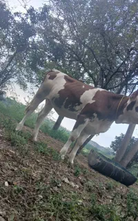 گوساله ماده سیمنتال گاو نر