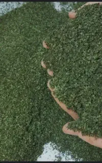 نعنا