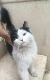 واگذای گربه