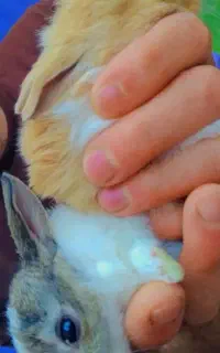 بچه خرگوش