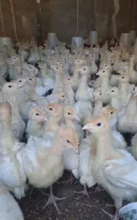 فروش جوجه بوقلمون بیوتی۶