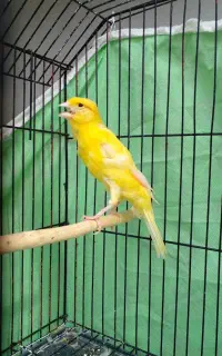 یک عددقناری نرمست بخون