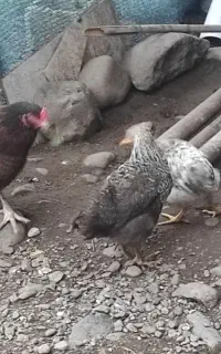 مرغ با جوجه چند ماهه