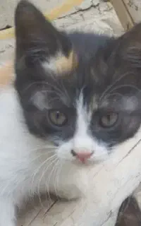 واگذاری گربه