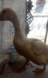 اردک