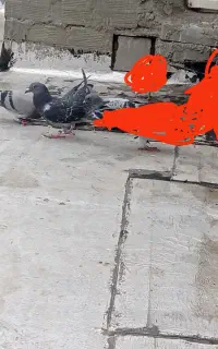 چهار عدد جوجه پلاکی رفتنی