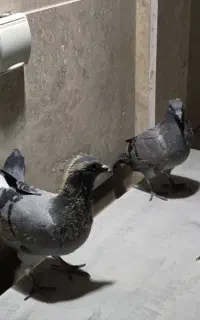 پرنده دوبر