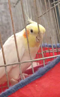 عروس هلندی