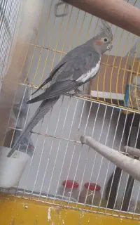 عروس هلندی ماده  و گرینجیک