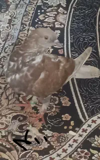 کفتر