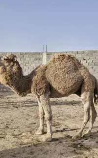 لوک ۵ ساله